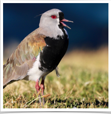 Southern Lapwing - Singing